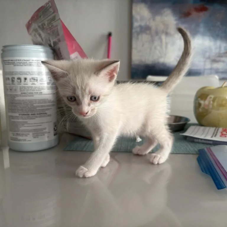 A baby small-sized female White Domestic Short Hair cat named Loreal for adoption in Guaynabo, PR