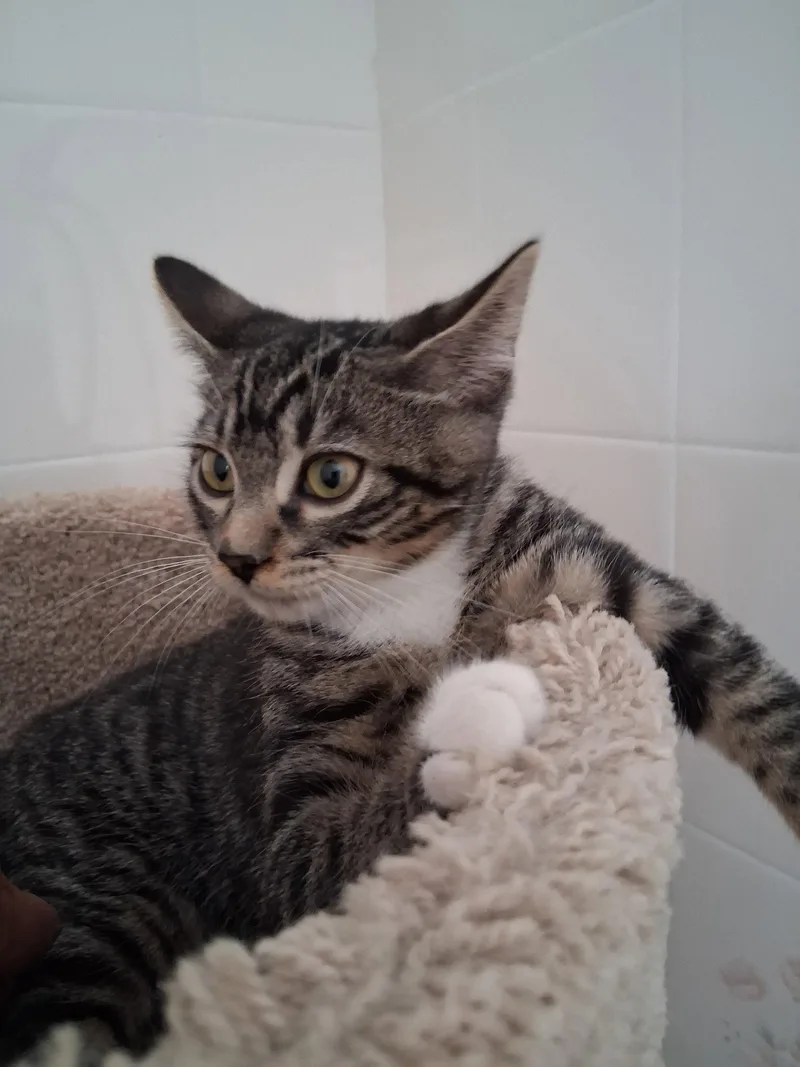 A baby medium-sized male Domestic Short Hair cat named Archie for adoption in Oviedo, FL