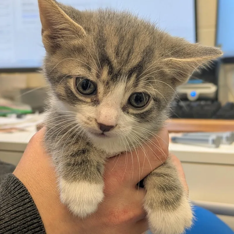 A baby small-sized male Gray / Blue / Silver Domestic Short Hair cat named Pfannee of Phan Hall for adoption in South Burlington, VT