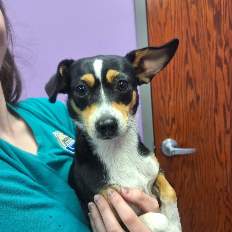 A young small-sized female Chihuahua dog named Chippie for adoption in Gautier, MS