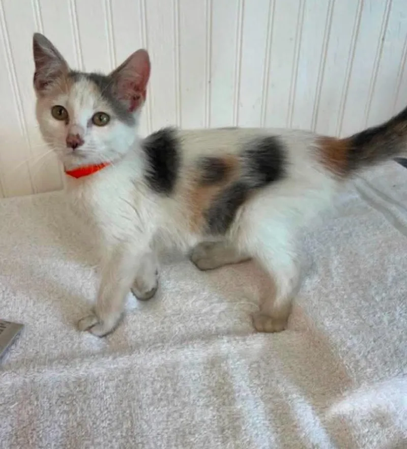 A baby small-sized female Domestic Short Hair cat named Sneaky for adoption in Ada, OK