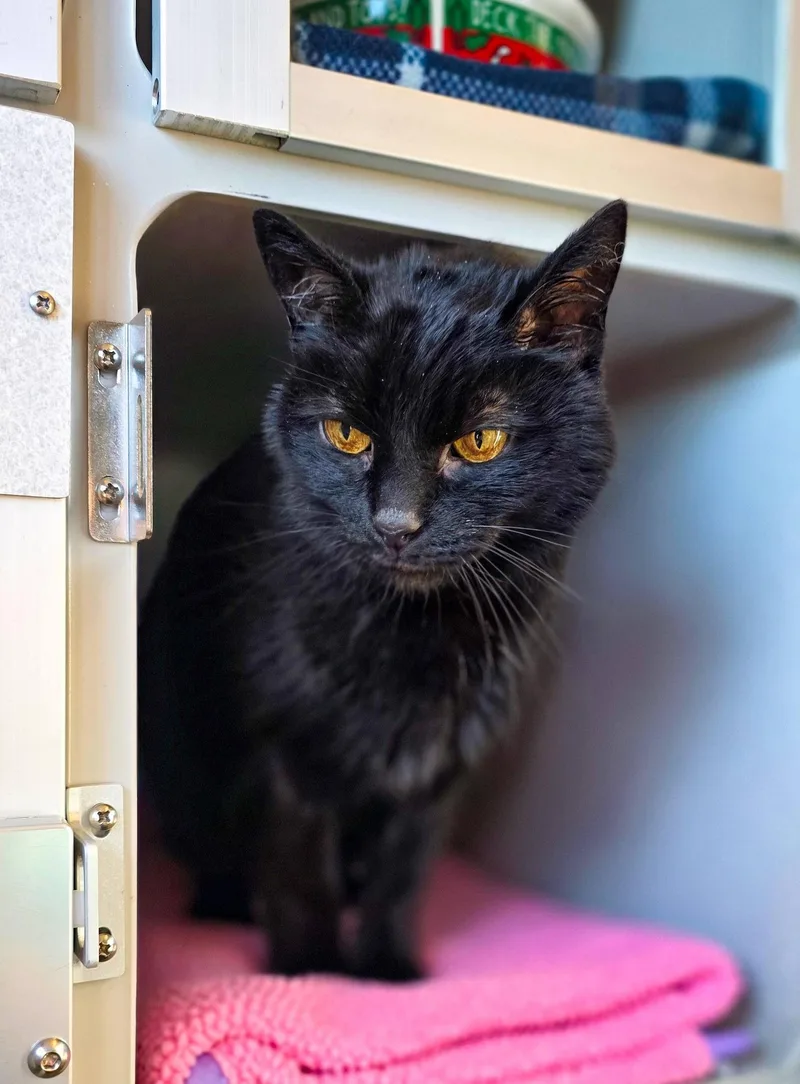 A senior small-sized female Black Domestic Short Hair cat named Murphy for adoption in Sterling Heights, MI