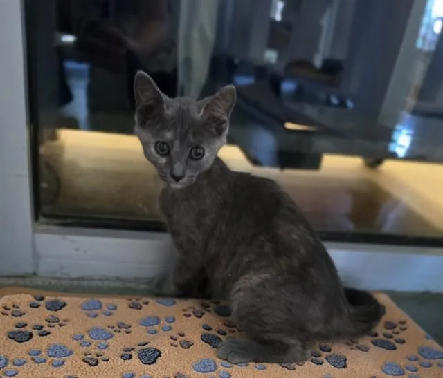 A baby medium-sized female Dilute Tortoiseshell cat named Lacie A for adoption in Plano, TX