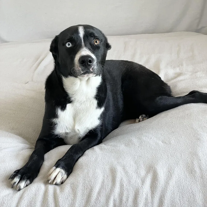 A young large-sized female Black Labrador Retriever dog named Snuggly Sage for adoption in Burlington, NC