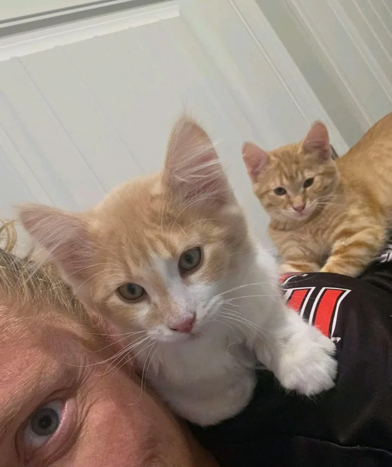 A baby medium-sized male Domestic Short Hair cat named Sam and Dean for adoption in Reno, NV