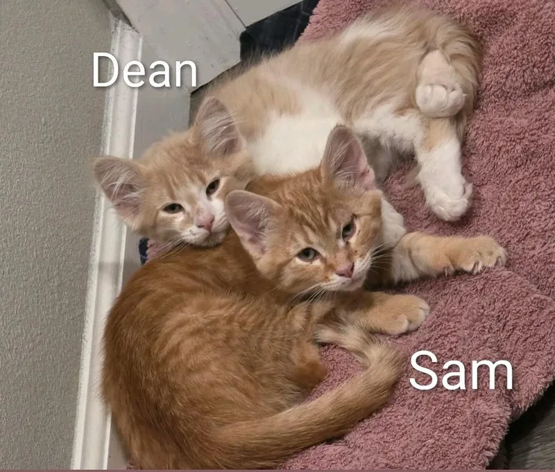 Sam and Dean thumbnail 2