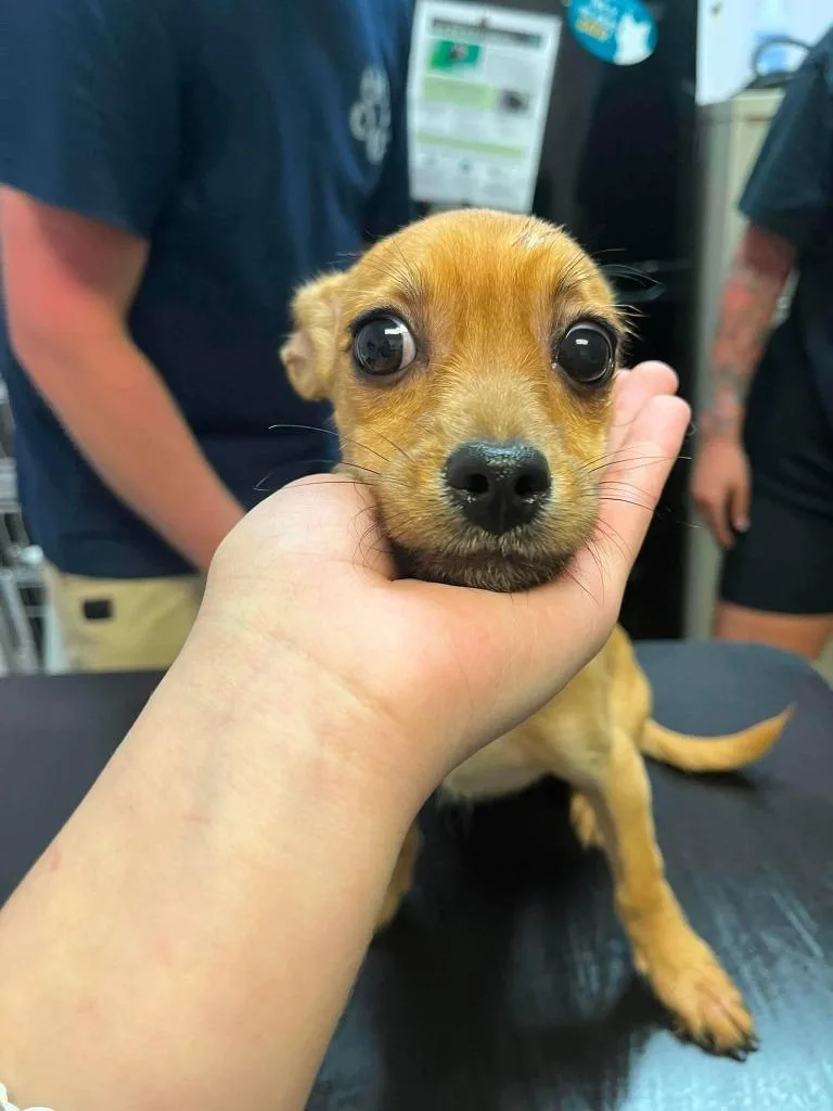 A baby small-sized female Chihuahua dog named Winnie for adoption in New Braunfels, TX