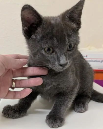 A baby small-sized male Domestic Short Hair cat named Marcello for adoption in Divide, CO