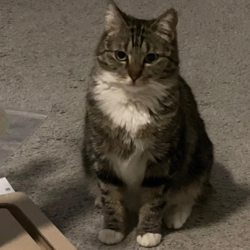 An adult medium-sized female Tabby cat named Bobbi Ann for adoption in SCOTTSDALE, AZ