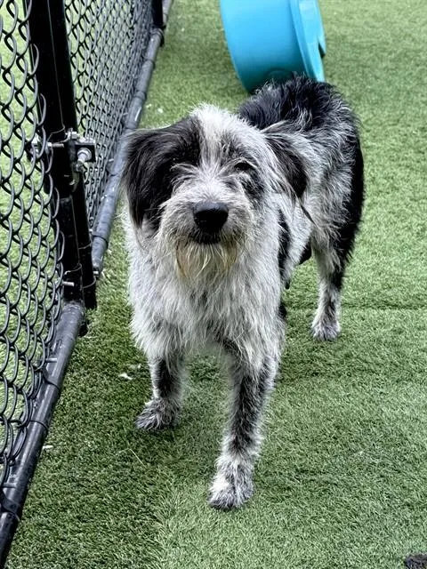 An adult medium-sized female Mixed Breed dog named Oreo for adoption in Dallas, TX