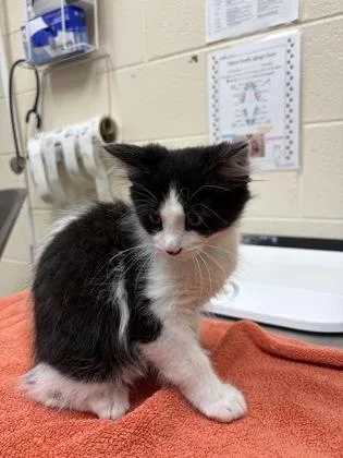 A baby small-sized male Domestic Short Hair cat named Spots for adoption in Westland, MI