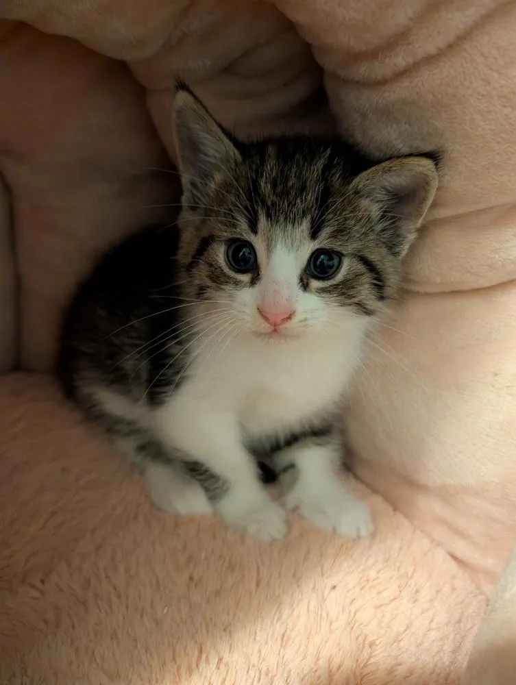 A baby small-sized male Domestic Medium Hair cat named Gomez for adoption in Virginia Beach, VA