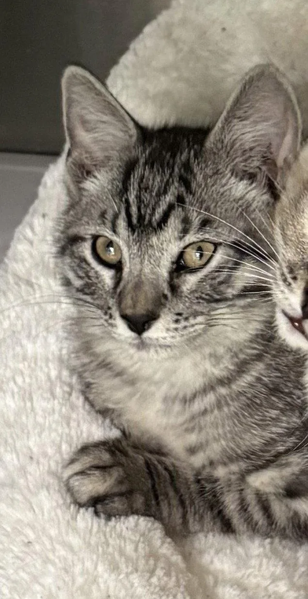 An adult medium-sized male Domestic Short Hair cat named Octavius for adoption in Evergreen, CO