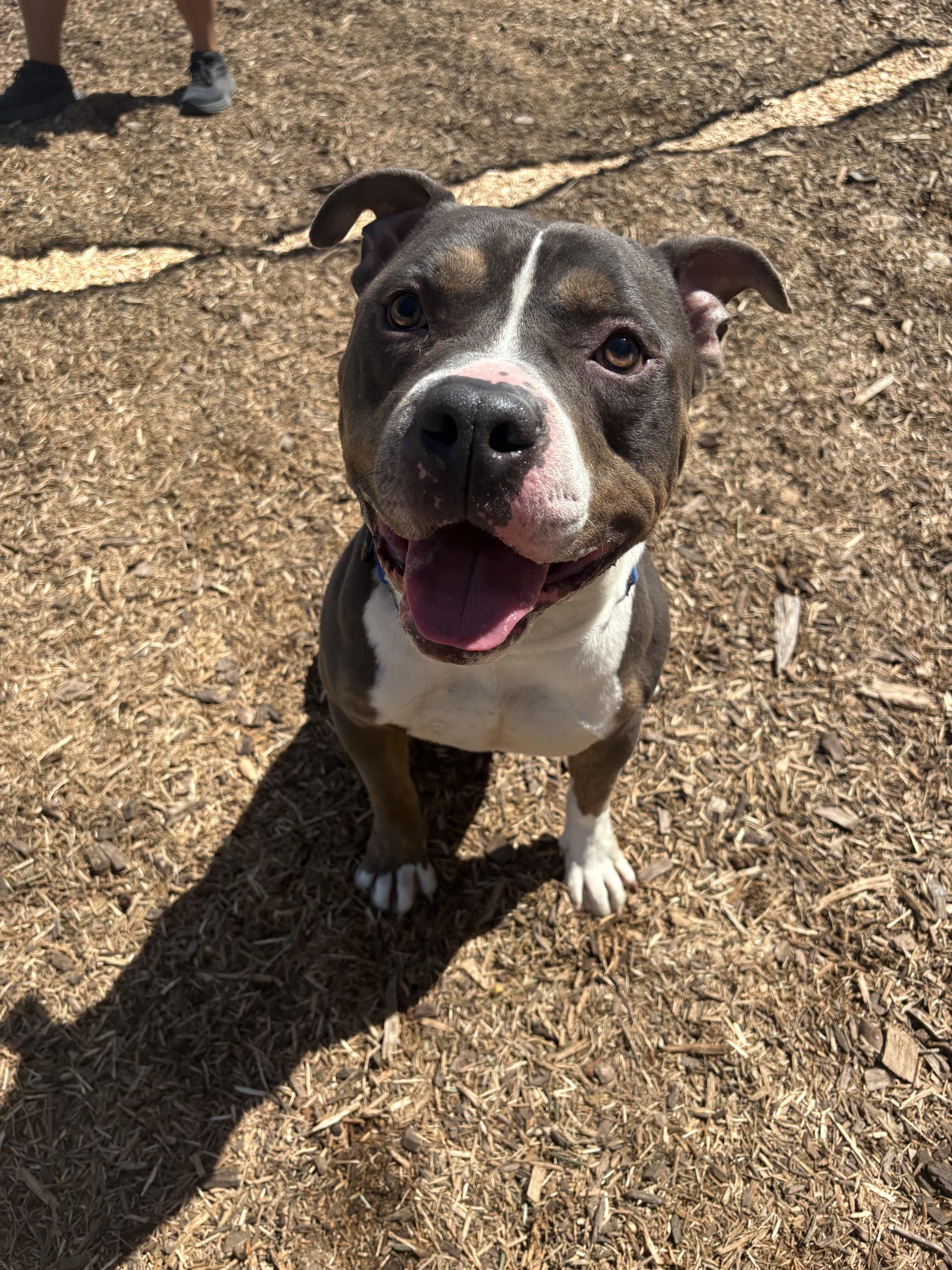 An adult large-sized male Gray / Blue / Silver Pit Bull Terrier dog named Greyson for adoption in Dillsburg, PA