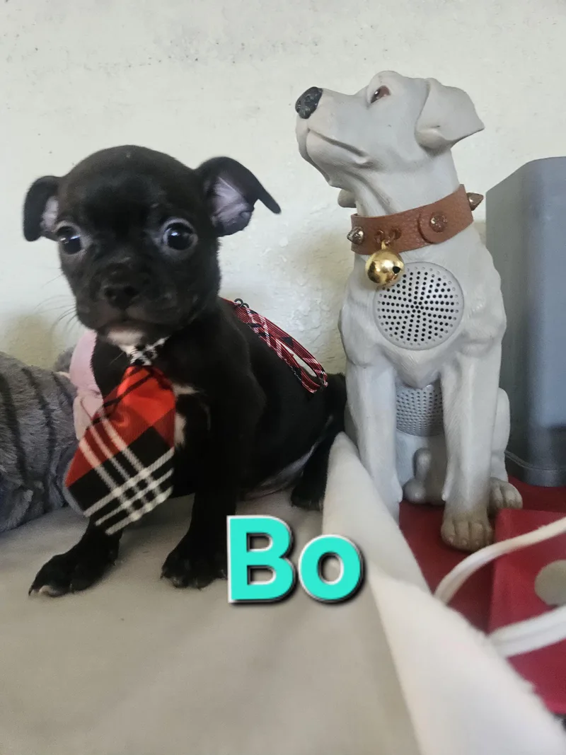 A baby small-sized male Black Pug dog named Bo for adoption in Los Angeles, CA