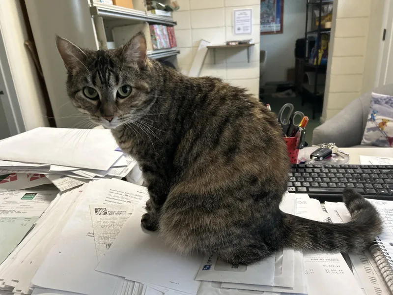 An adult medium-sized female Tortoiseshell Tabby cat named Luci for adoption in Cincinnati, OH