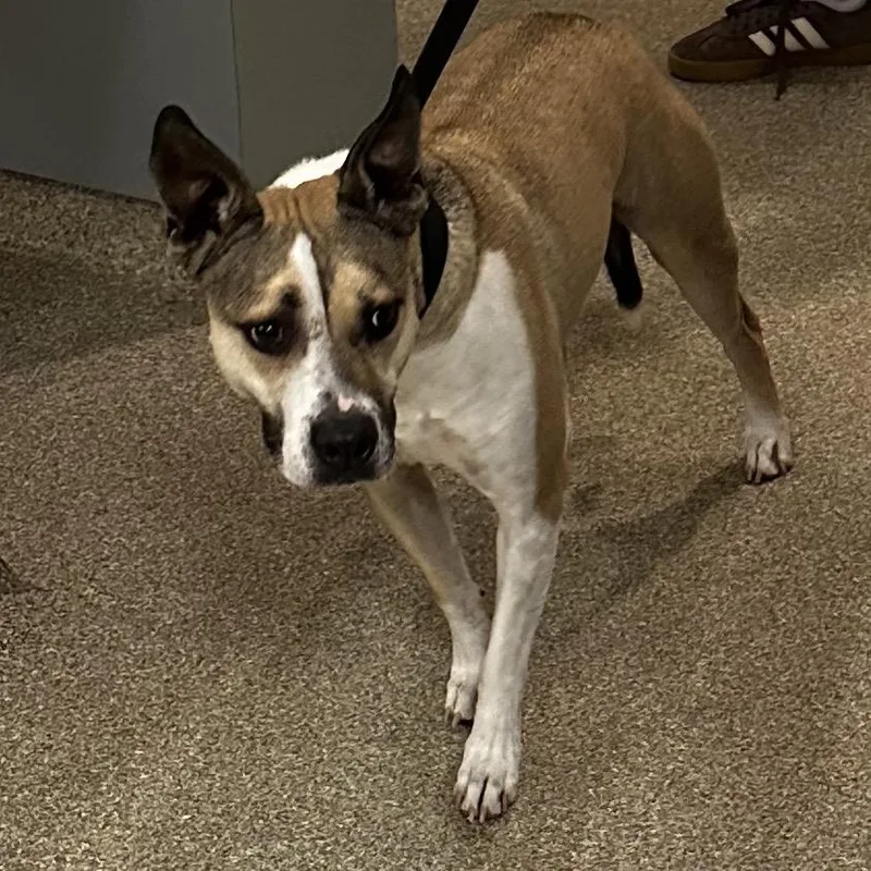 An adult medium-sized male Yellow / Tan / Blond / Fawn Mixed Breed dog named Deli for adoption in Jacksonville, FL