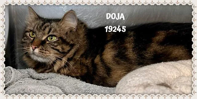 Doja