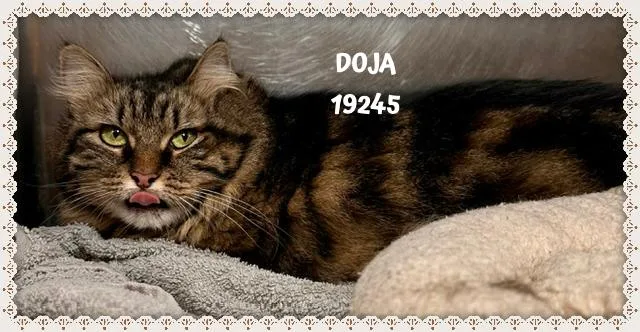 Doja thumbnail 2