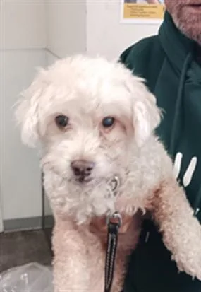 An adult small-sized male Poodle dog named Ernie for adoption in Los Angeles, CA