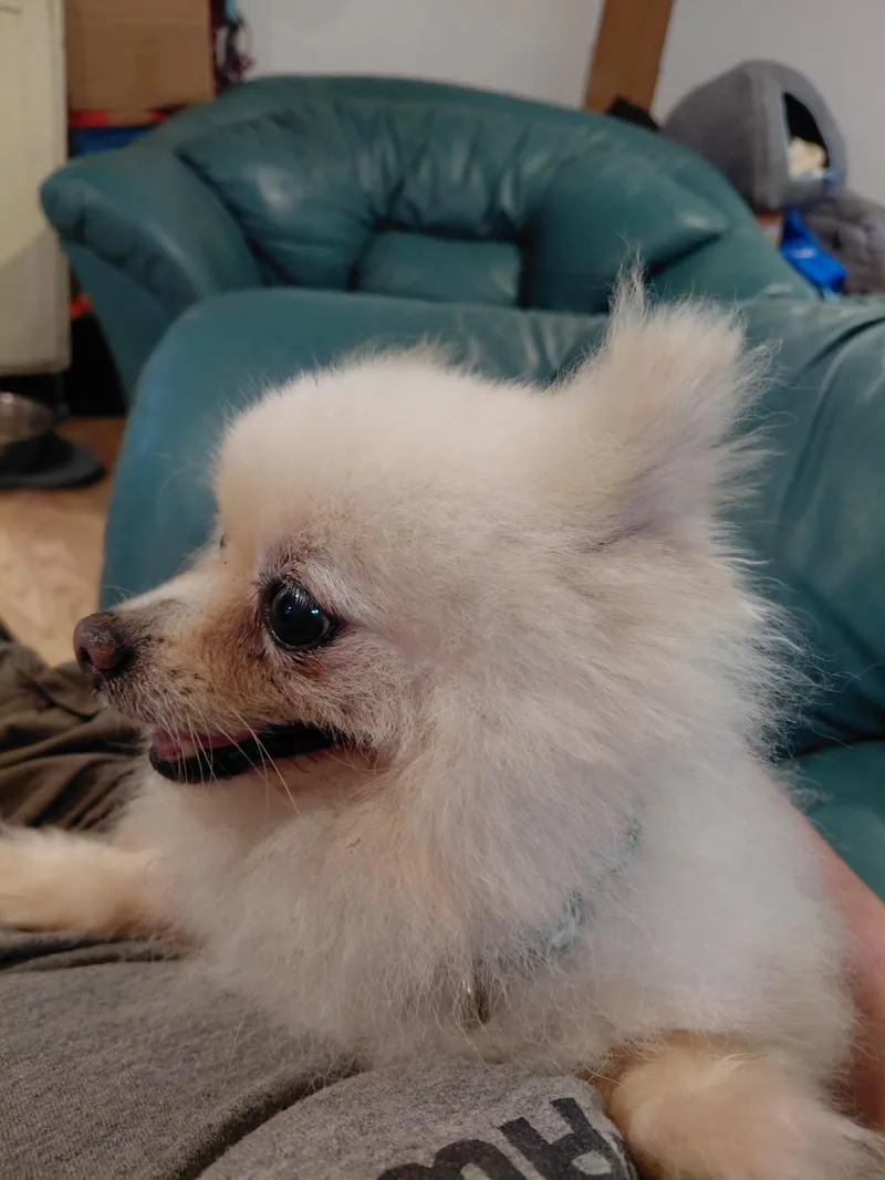 A senior small-sized male Pomeranian dog named Oboe for adoption in Millerstown, PA
