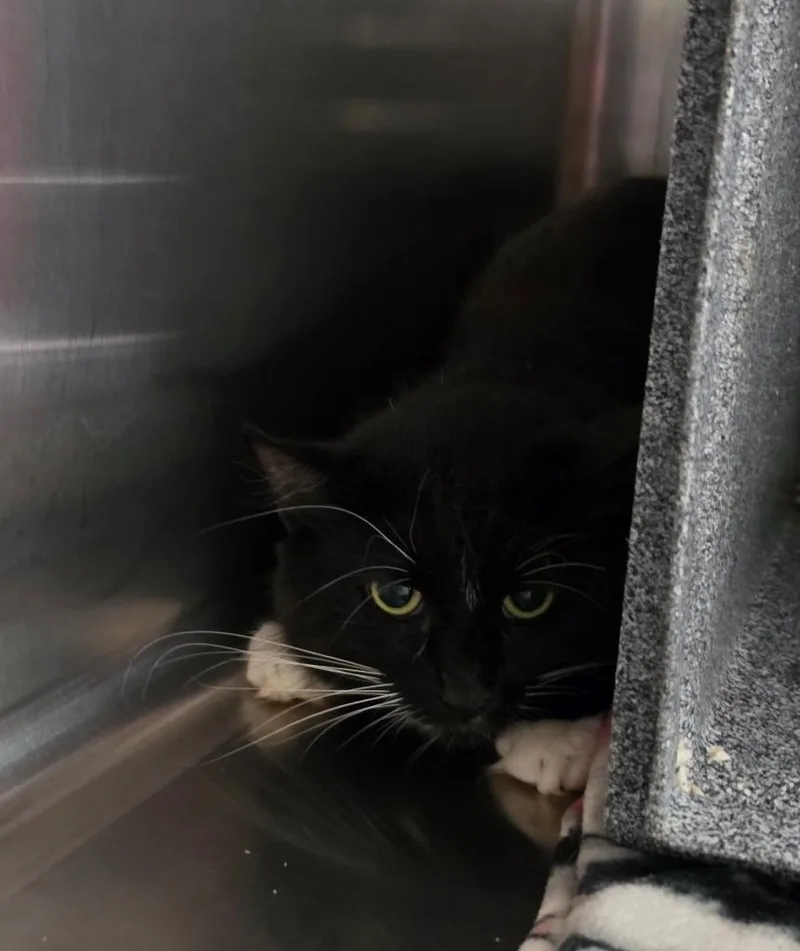 A young medium-sized male Domestic Short Hair cat named Beenie for adoption in Athens, TN