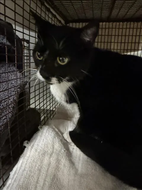 An adult small-sized female Domestic Short Hair cat named Luna for adoption in Van Nuys, CA