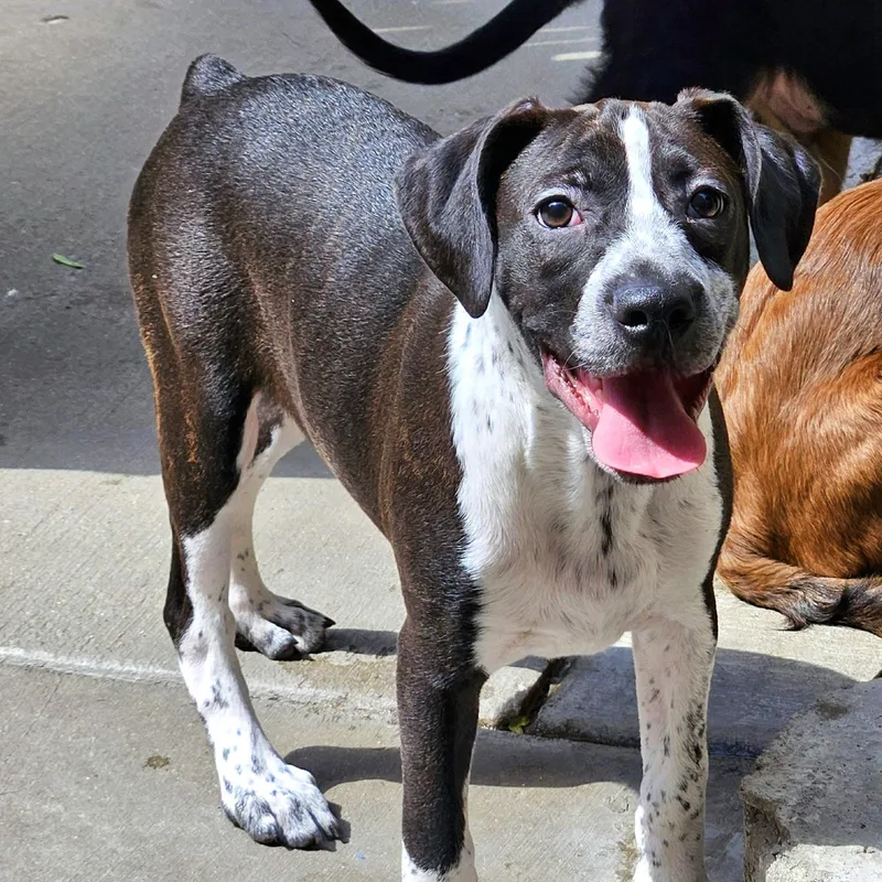 A young medium-sized male Brindle Boston Terrier dog named Colby for adoption in Chicago, IL
