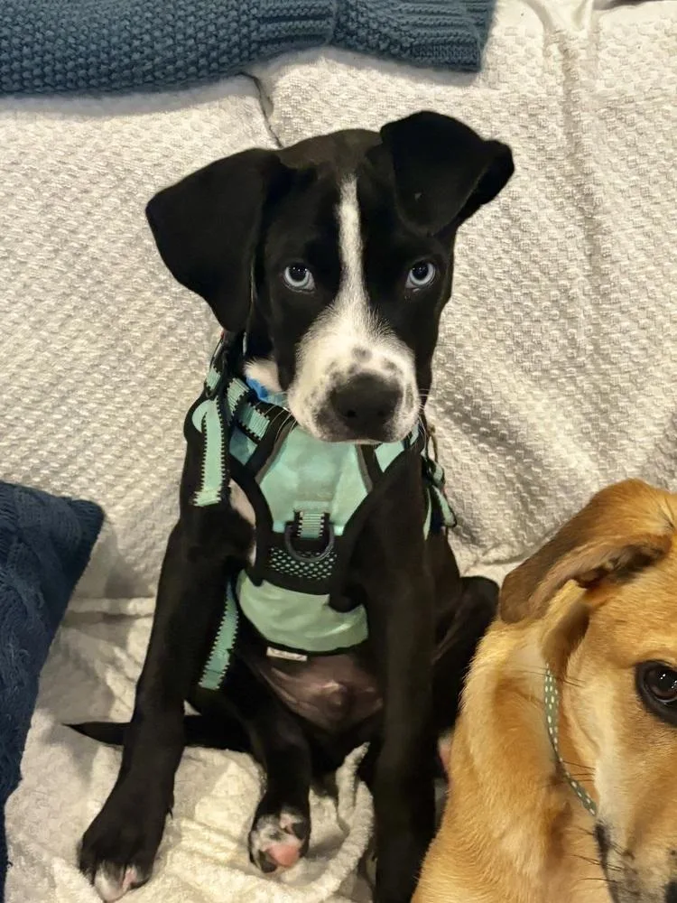 A baby medium-sized male Tricolor (Brown, Black, & White) Mixed Breed dog named Roger Mac for adoption in Valley Stream, NY