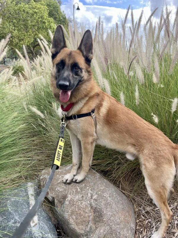 An adult medium-sized male Belgian Shepherd / Sheepdog dog named Chief for adoption in San Diego, CA