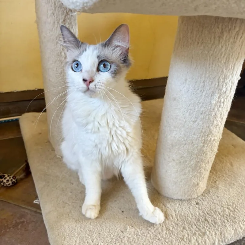 A young medium-sized female White Domestic Short Hair cat named Rachel for adoption in Agoura Hills, CA