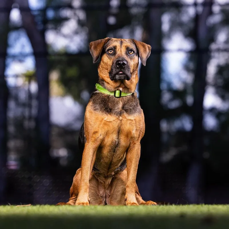 An adult medium-sized female Brown / Chocolate Mixed Breed dog named Brooke for adoption in Jupiter, FL