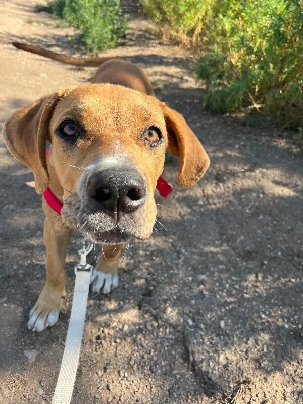 A baby medium-sized male Yellow / Tan / Blond / Fawn Mixed Breed dog named Kong for adoption in Fort Collins, CO