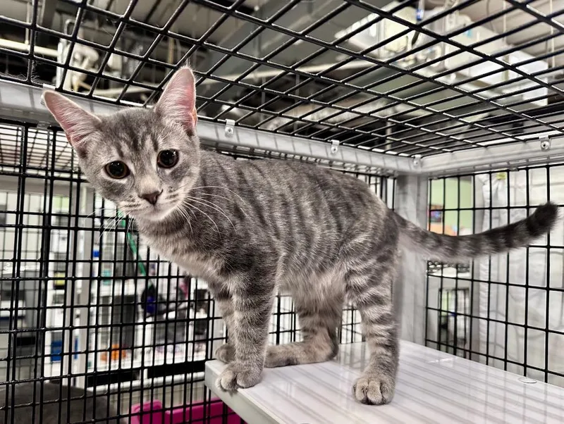 A baby medium-sized male Domestic Short Hair cat named Champ for adoption in Raleigh, NC