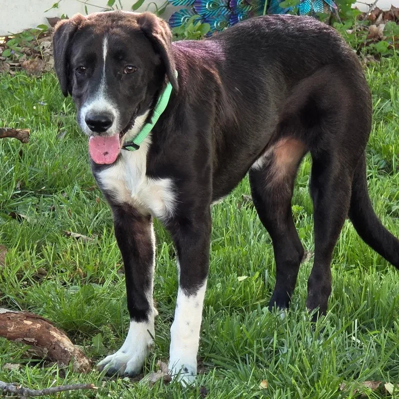 A young large-sized male Black Hound dog named Axle for adoption in Chatham, NJ