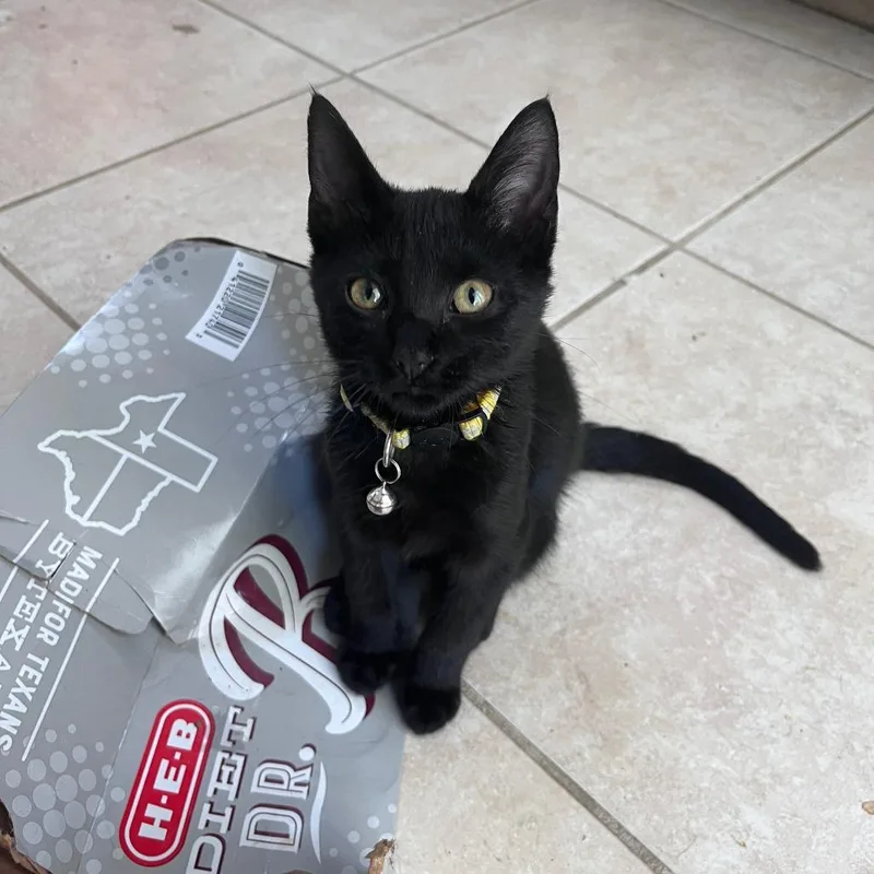 A baby medium-sized male Black Domestic Short Hair cat named Licorice for adoption in Houston, TX