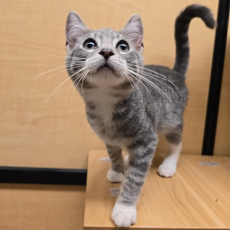 A baby medium-sized male Domestic Short Hair cat named Colt for adoption in Warwick, RI