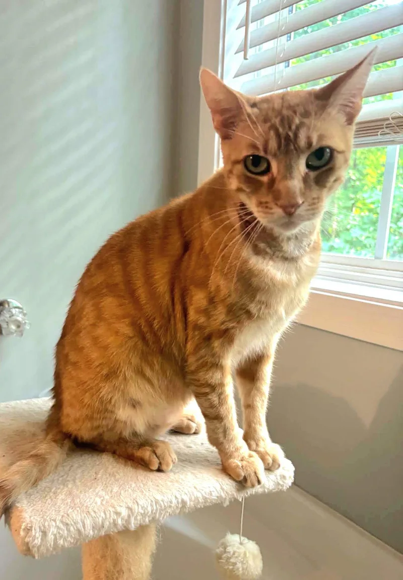 An adult small-sized male Orange / Red Tabby cat named Ignatius for adoption in Auburn, GA