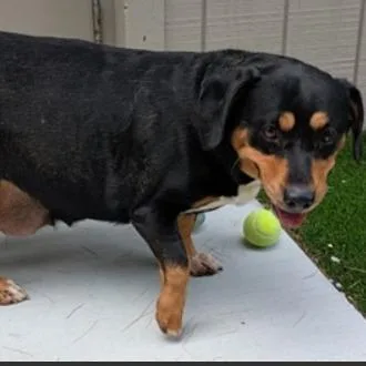 A senior medium-sized female Dachshund dog named Willow for adoption in Fairfax, VA