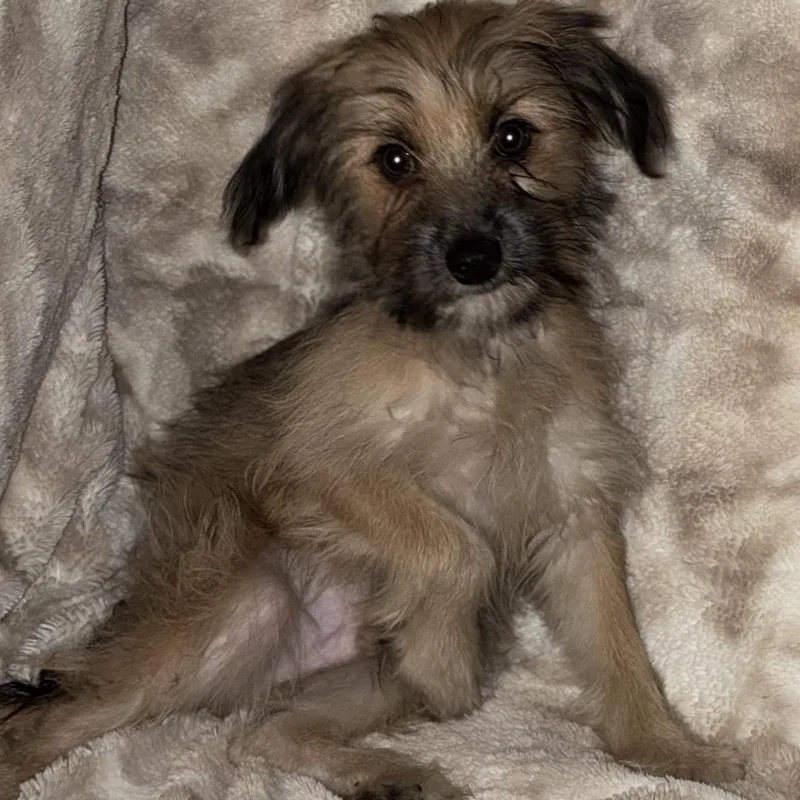 A baby small-sized male Yellow / Tan / Blond / Fawn Terrier dog named Shaggy for adoption in Pelham, NH