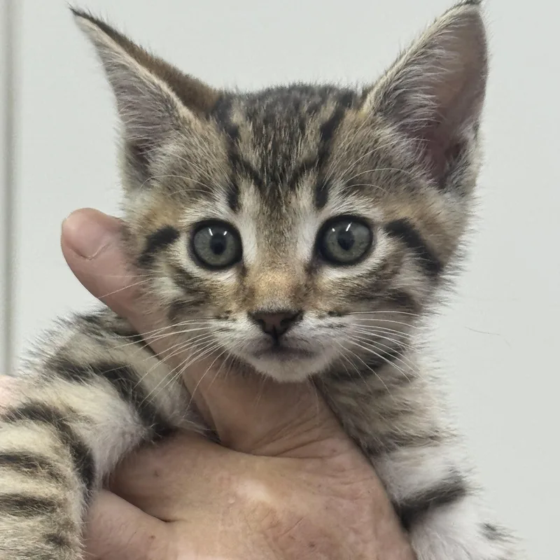 A baby medium-sized female Tabby (Buff / Tan / Fawn) Domestic Short Hair cat named Baby Girl for adoption in Sonora, CA