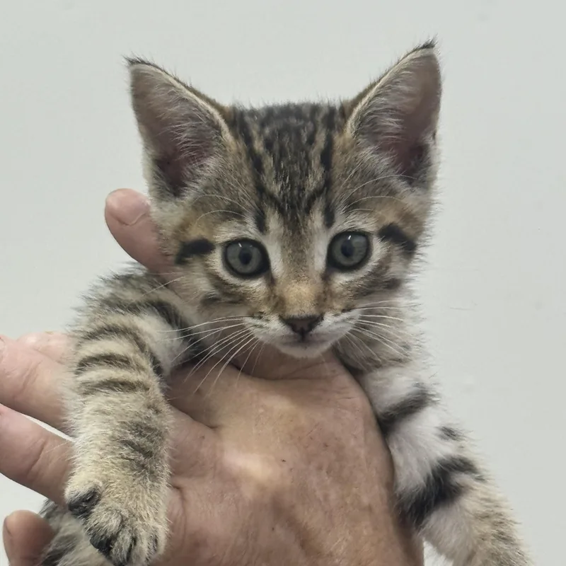 Baby Girl thumbnail 3