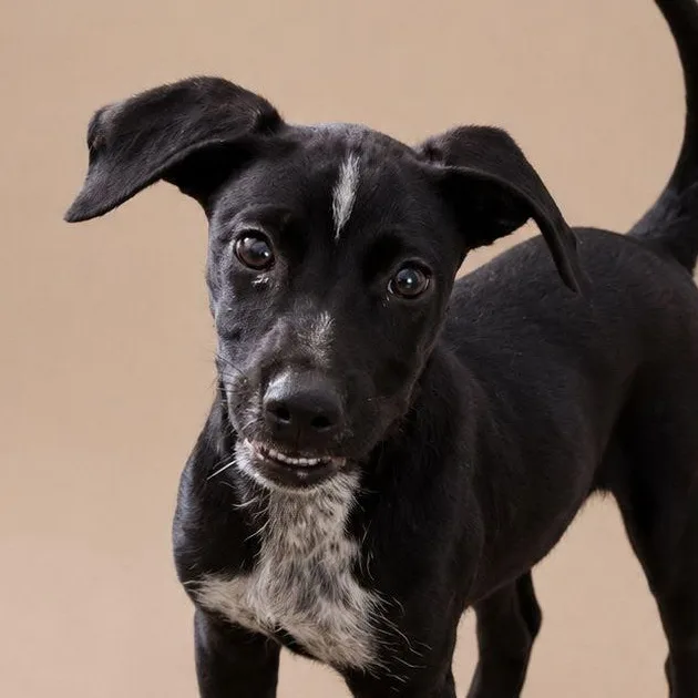 A baby medium-sized female Black Labrador Retriever dog named Anastasia for adoption in New York, NY