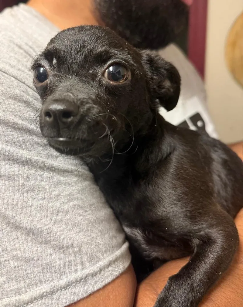 A baby small-sized female Chihuahua dog named Powder for adoption in Waynesville, GA