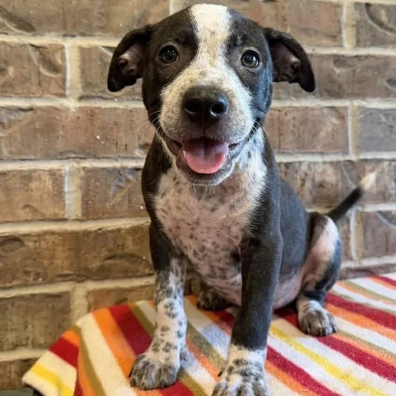 A baby medium-sized male Australian Cattle Dog / Blue Heeler named Benz for adoption in Mount Vernon, WA