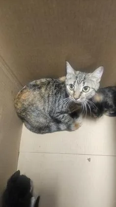 An adult medium-sized female Domestic Short Hair cat named Millionaire for adoption in West Chester, PA