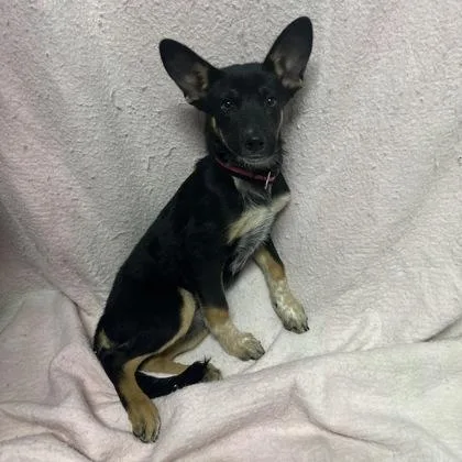A baby medium-sized female Australian Cattle Dog / Blue Heeler dog named Laney for adoption in Red Bluff, CA