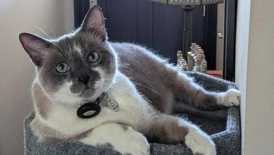 A senior medium-sized male Siamese cat named Mack for adoption in San Jose, CA