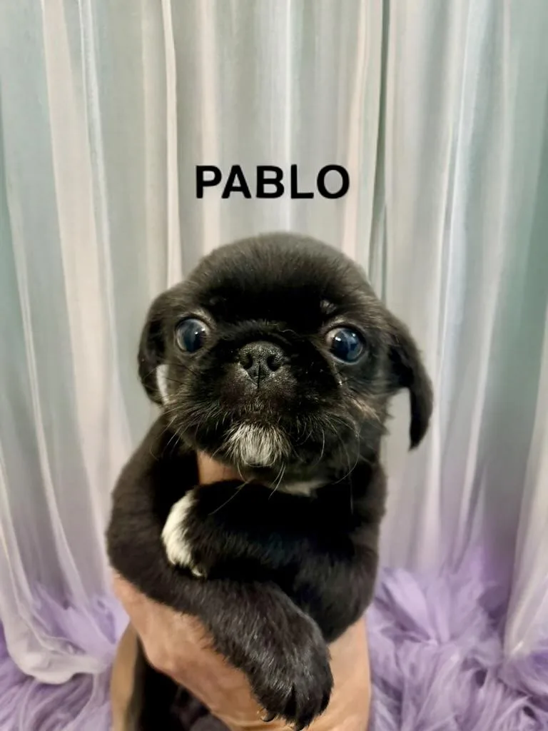 Pablo thumbnail 2