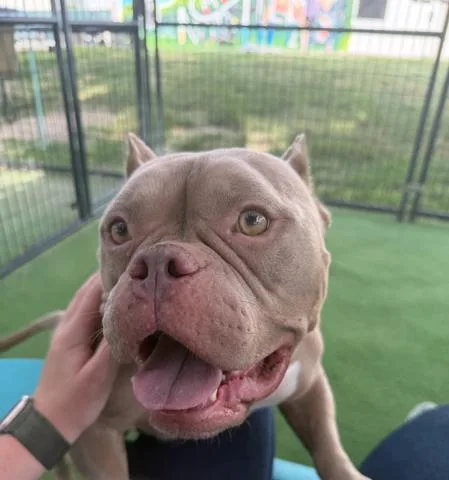 An adult large-sized female American Bulldog dog named Lady Sundrop for adoption in Lakeland, FL